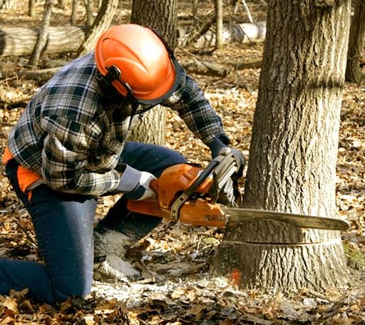 Tree Removal in Mirror Lake, NH